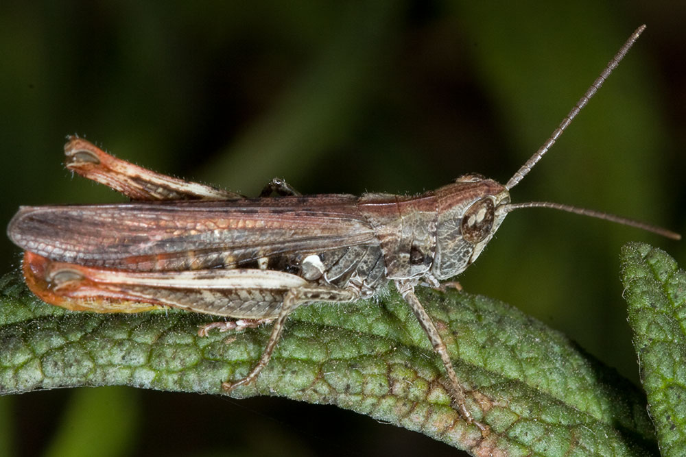 Chorthippus (Glyptobothrus) cfr. rubratibialis